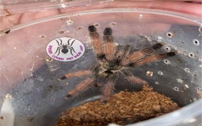 Psalmopoeus pulcher unsex tarantula